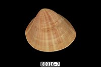 藏品(臺灣文蛤)的圖片